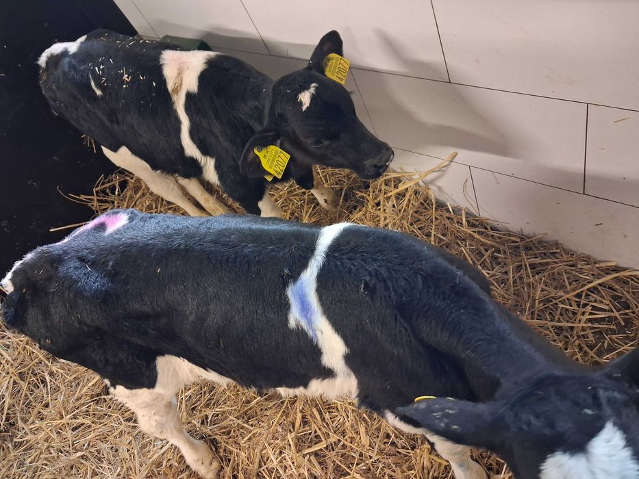 byczki cielęta cielaki polskie