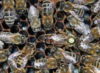 Пчеломатки Карника Пернер (Карл Пернер F-1) бджоломатки