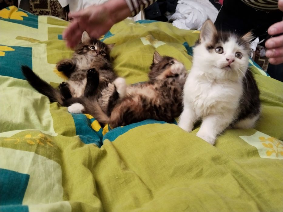 Пухнасті кошенята