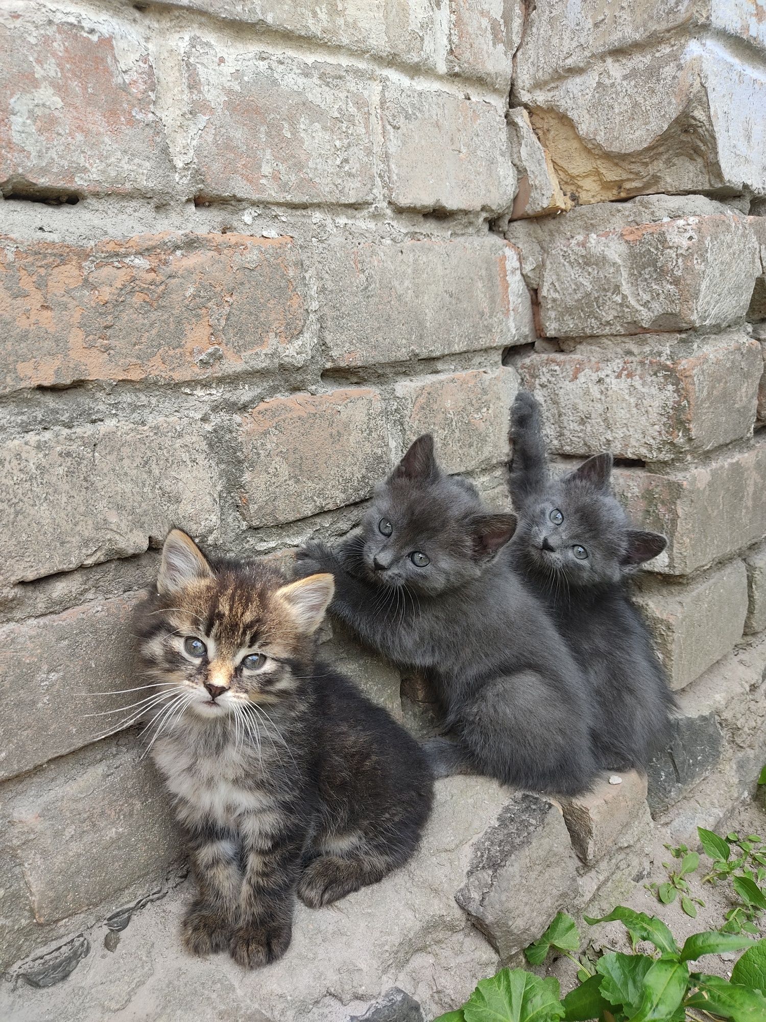 Котики в добрі руки