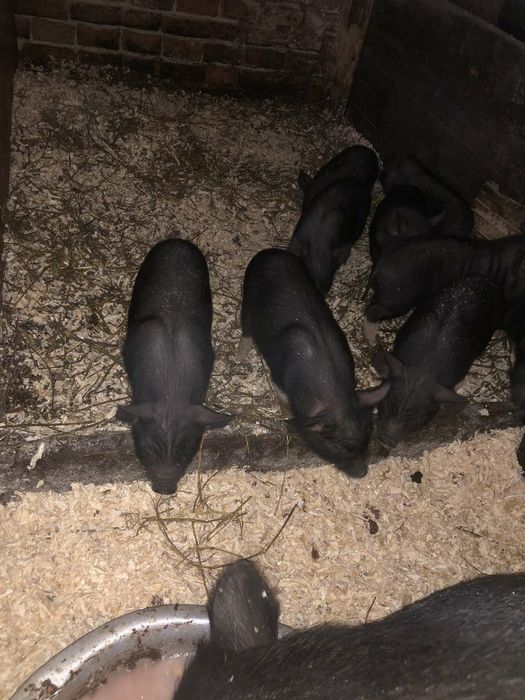 В'єтнамськи поросята