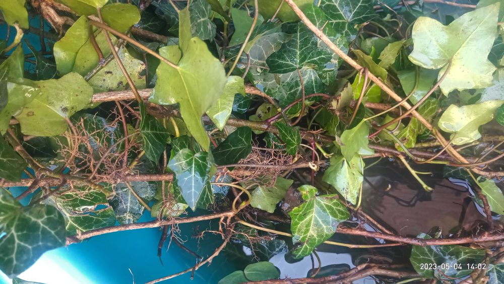 Плющ  вічнозелений саджанці з корінням