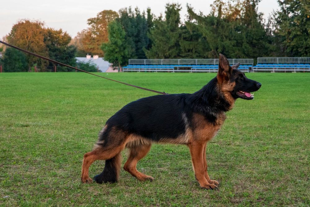 Owczarek niemiecki FCI krótkowłosy doskonały pigment