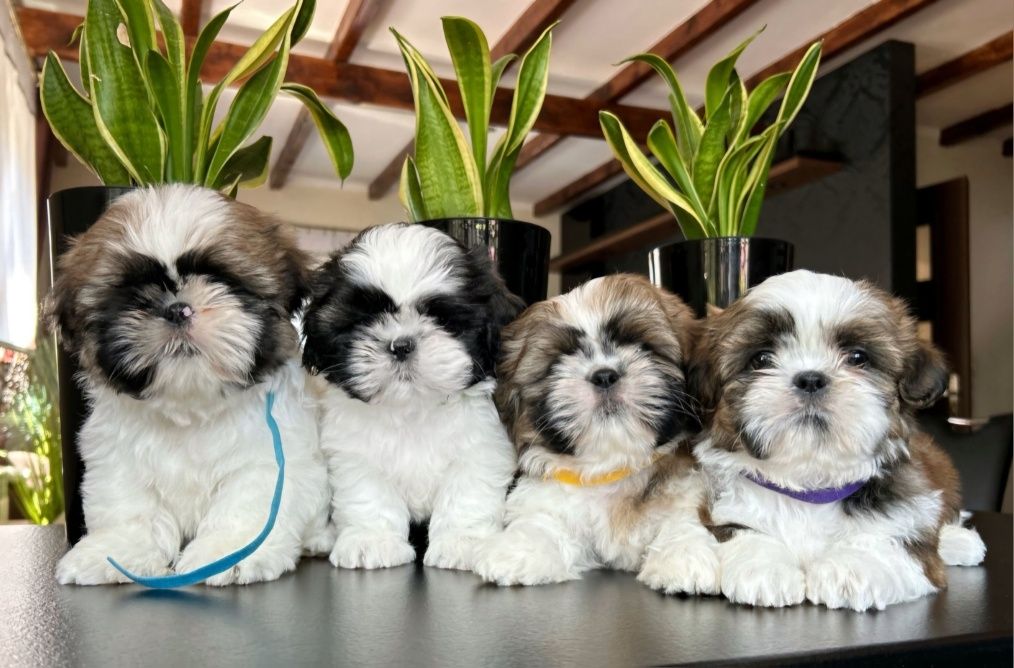 Szczeniaczki Shih Tzu z rodowodem + chip i szczepienia
