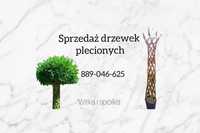 Wierzba pleciona. Drzewko plecione