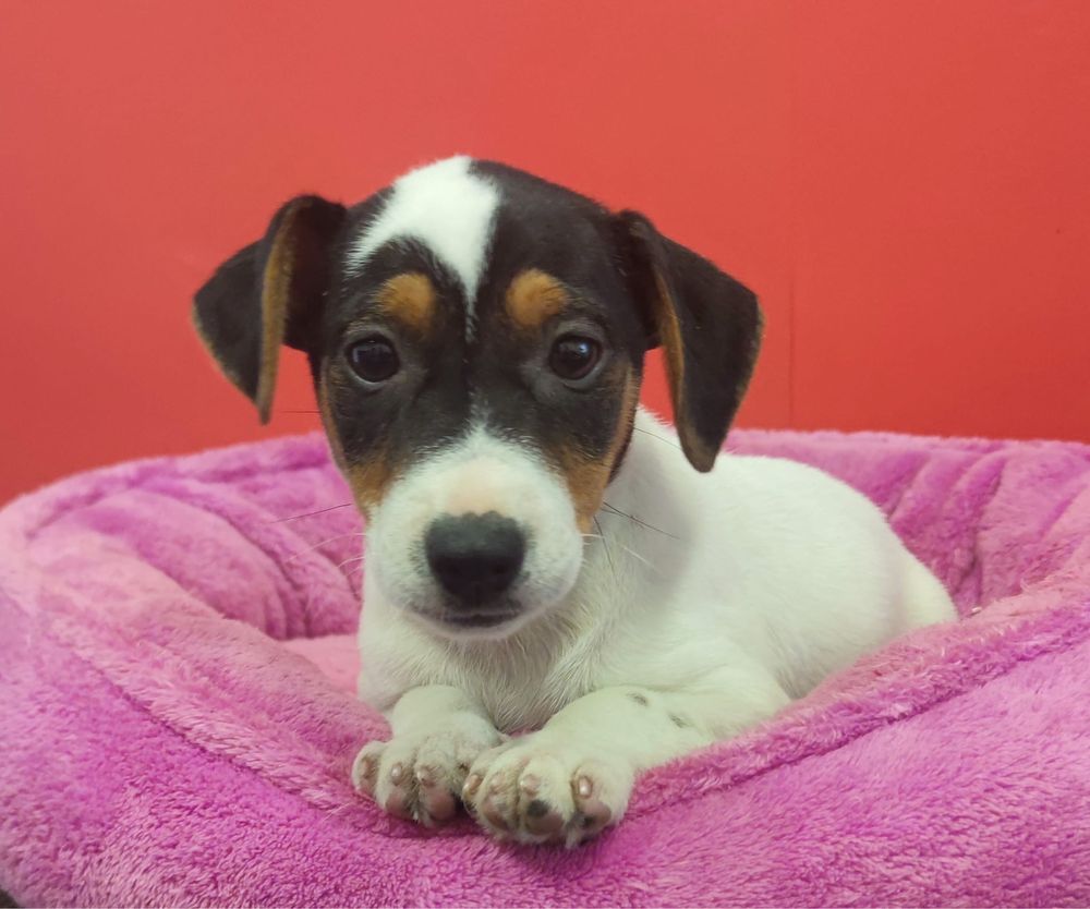 Jack Russell Terrier piesek numer 5