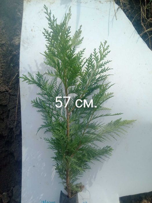 Кипарис аризонский