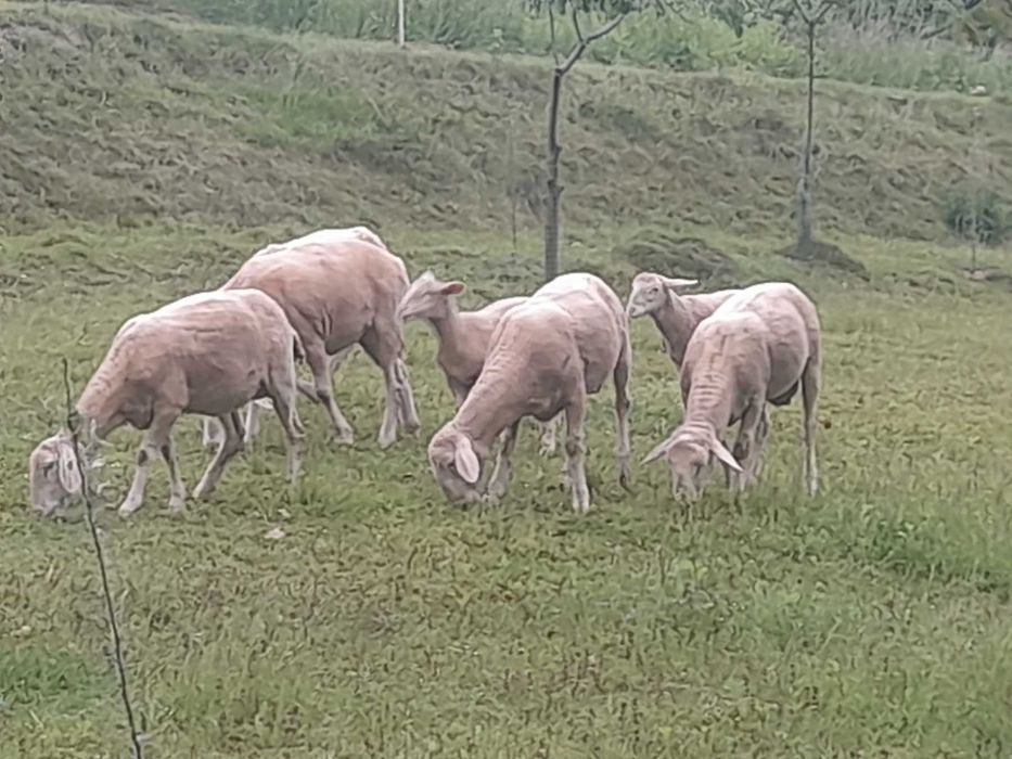 Продам барана Мериноландшафт