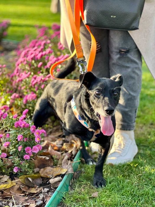 ДЖОНІК песик невеличких порід у добрі руки ДНІПРО