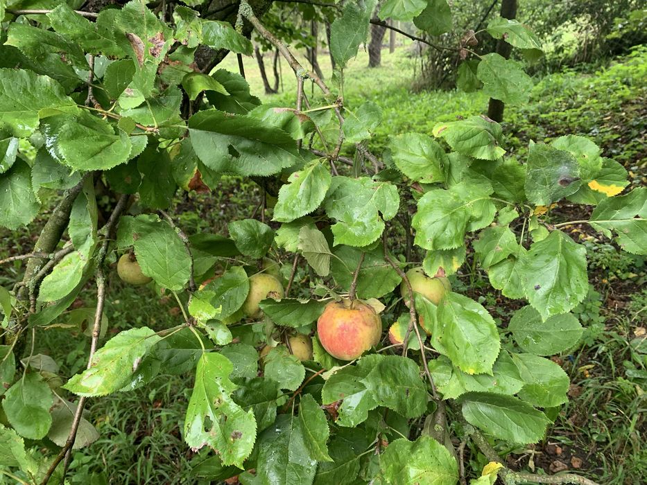 Jabłka Szara Reneta