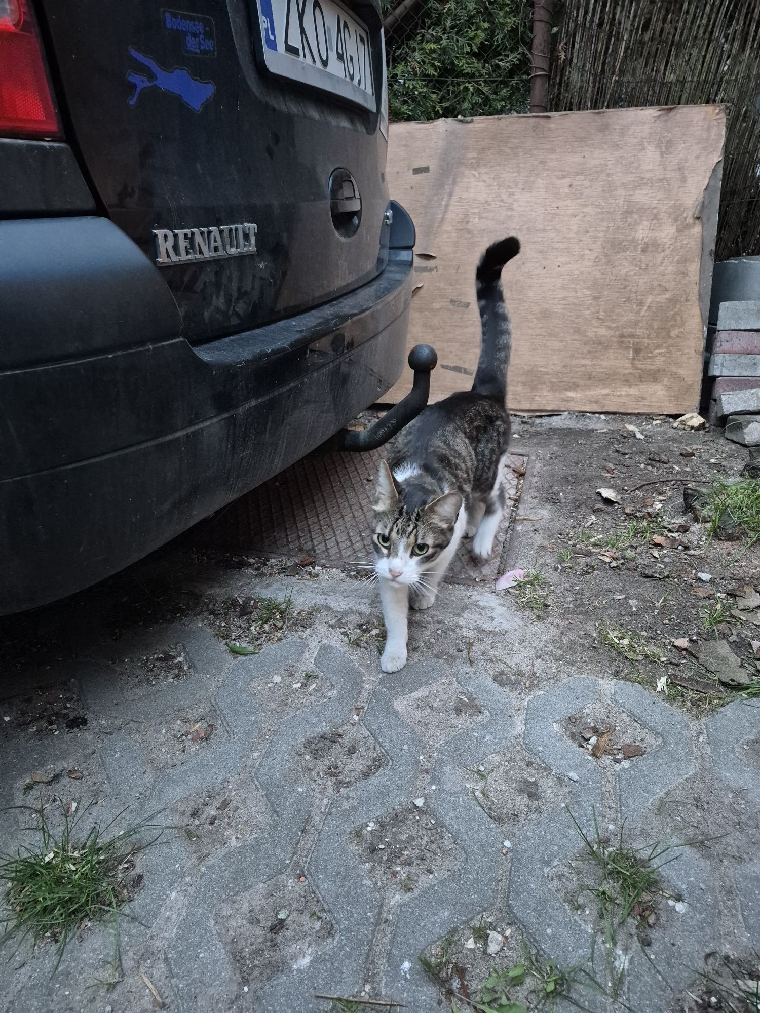 Młoda kotka do adopcji