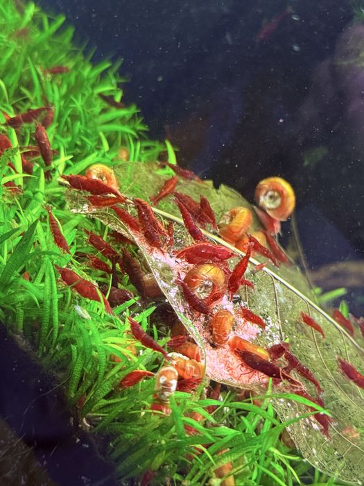 Krewetki Bloody Marry 10 sztuk