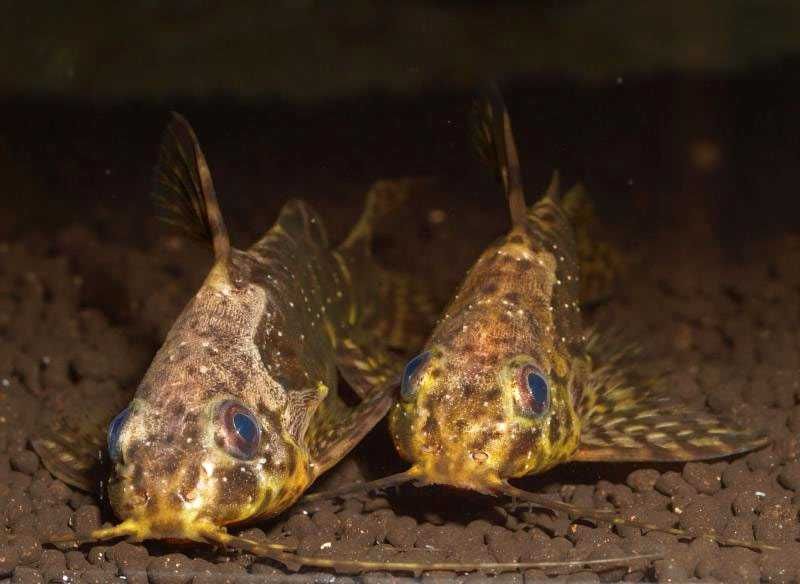 GB Opaczek, Giętkoząb czarnobrzuchy - dowóz ryb!