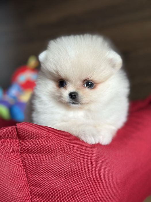 POMERANIAN mini szpic miniaturowy miś :)