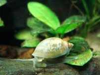 Caracóis Physas para limpeza de aquários