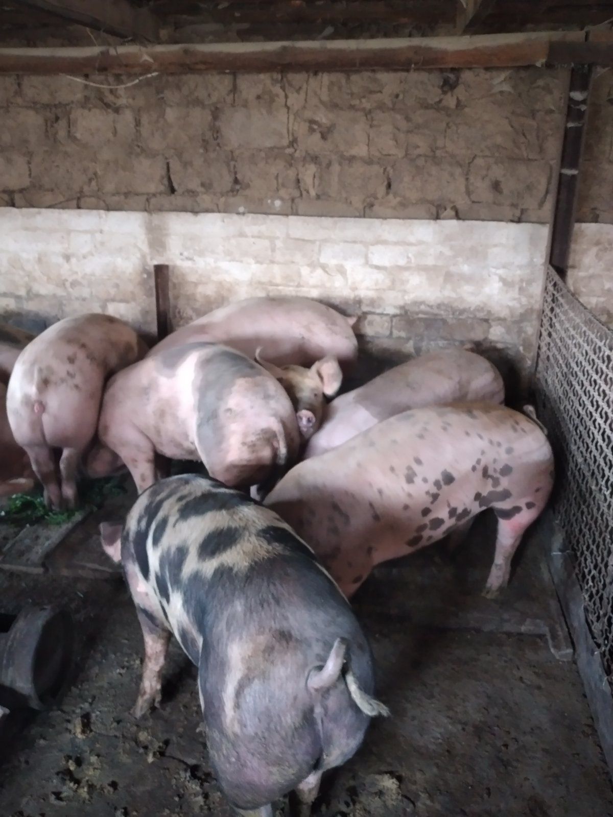 Продам свині ( жива вага )
