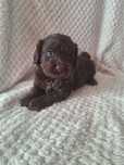 Cockapoo-spaniel-pudel