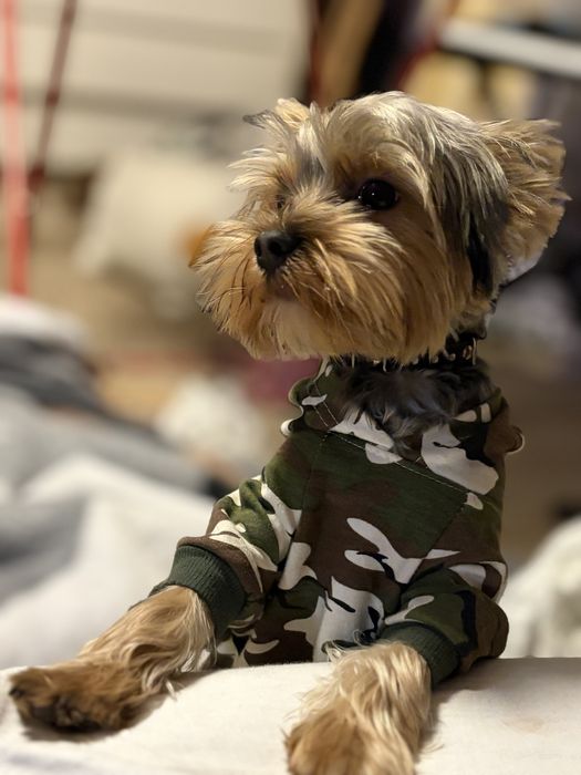 Pies Yorkshire Terrier