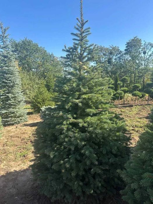 Ялина зелена колюча (формована), 210-240см. Ялинки в горщиках, гурт