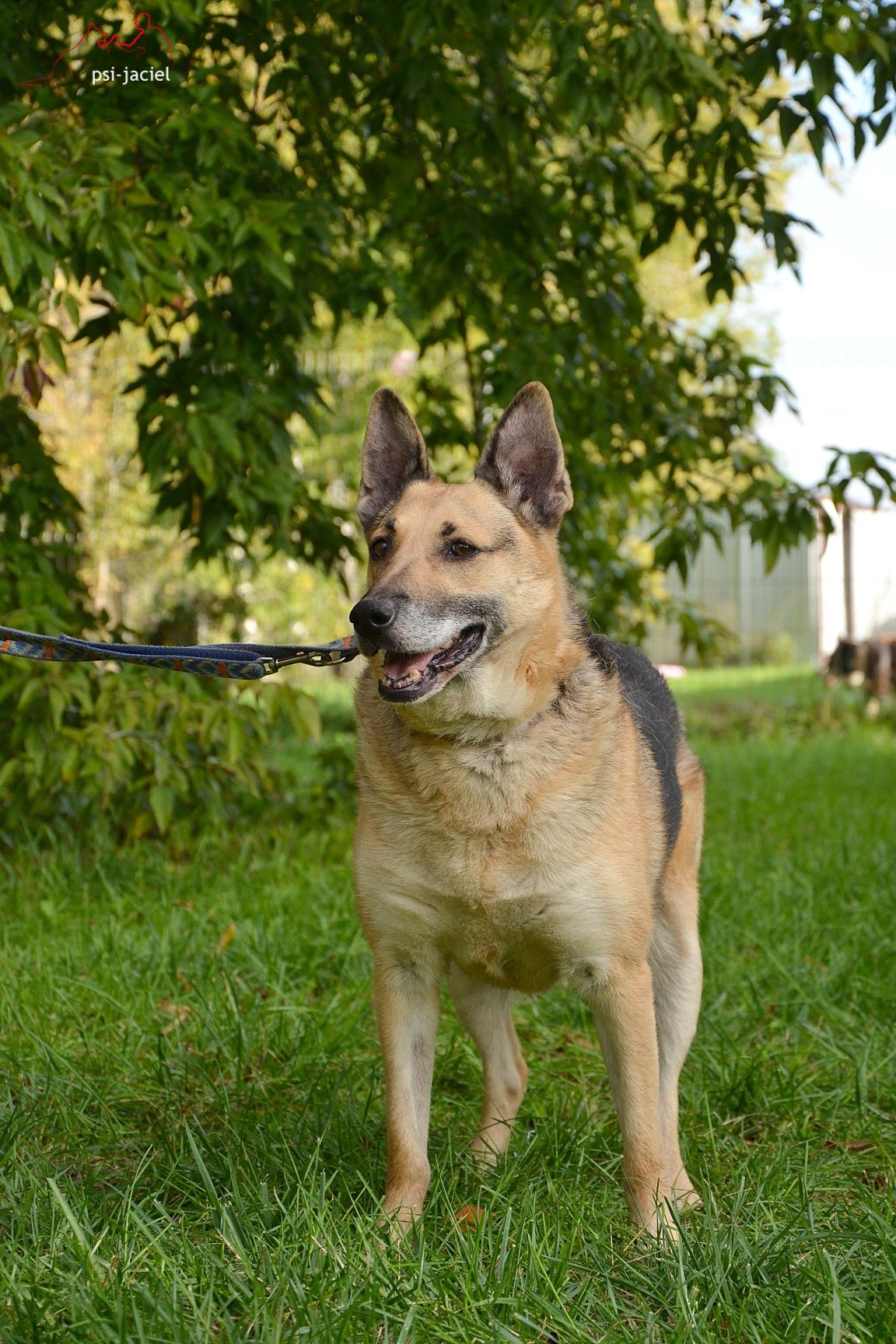 Slim - znaleziony w lesie zagłodzony, do adopcji