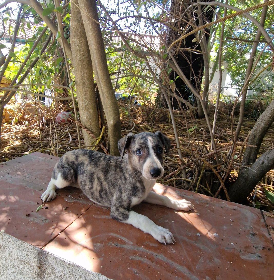 Whippet Tigrado fêmea