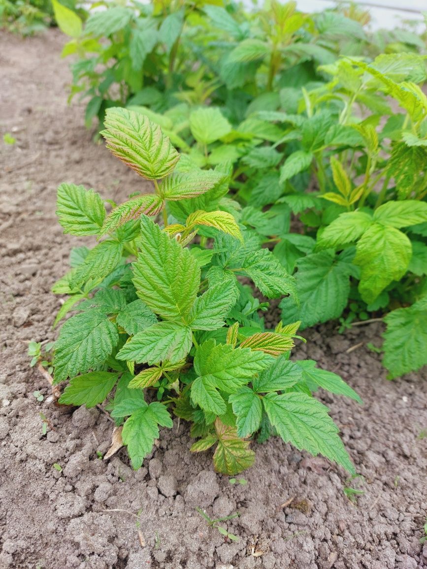 Maliny, sadzonki malin późna odmiana, długo owocująca