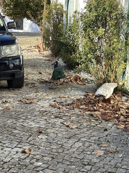 Coelhos Leonardo da Borgonha