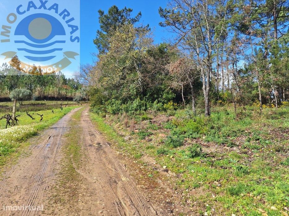 Terreno rústico com olival, vinha e pinhal.