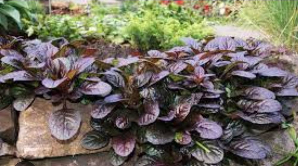 Живучка грунтопокривна мультифлора мікс