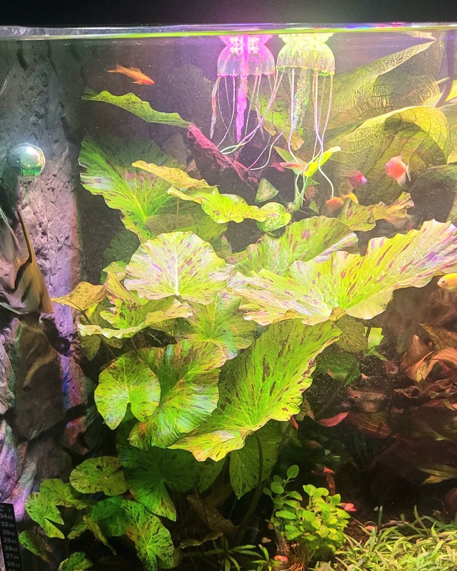 Lotos nymphaea Tiger