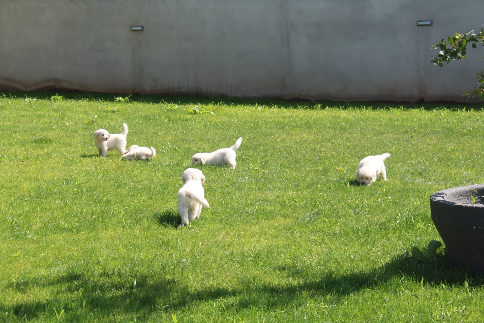 Golden retrivier com lop e afixo