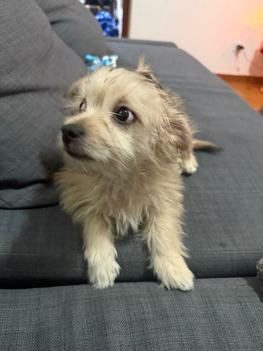 Chiuaua femea de 3 meses