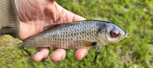 Wobler pokryty skórą z Płoci nie Salmo Rapala