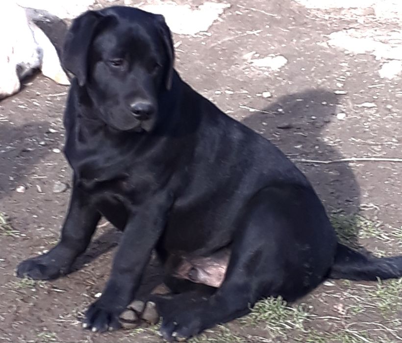 Labrador Retriever PIESEK