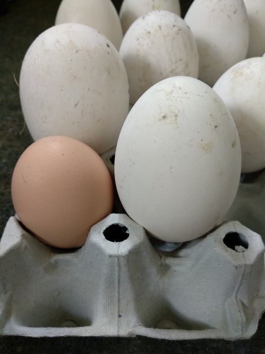 Jaja lęgowe gęsi garbonose