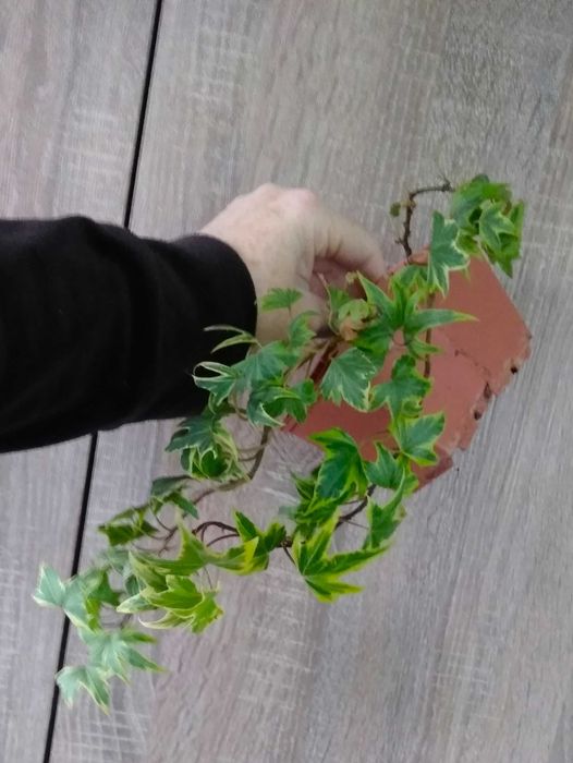 плющ комнатный хедера