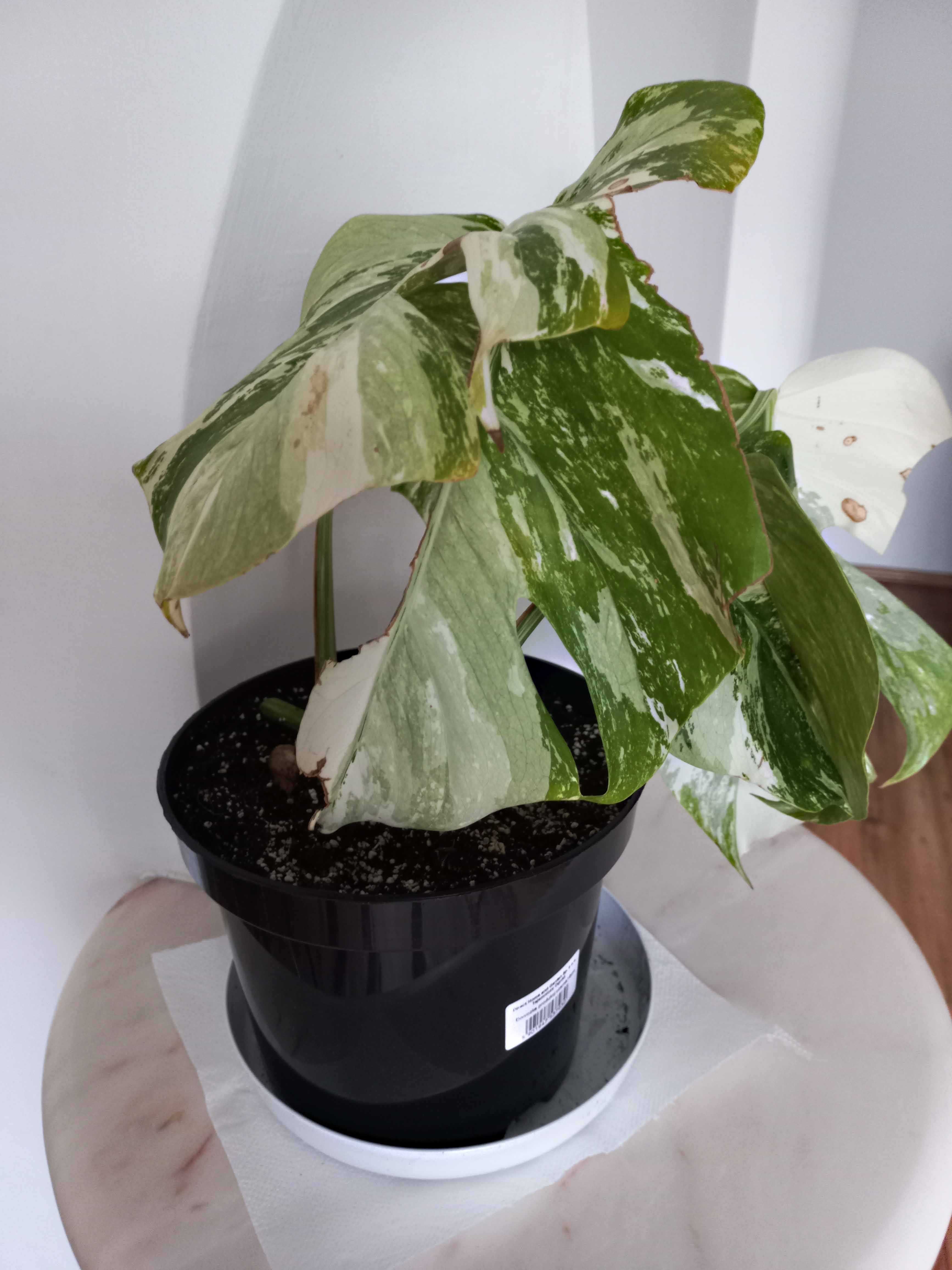 Monstera variegata – 6 sadzonek z dużymi korzeniami w jednej doniczce