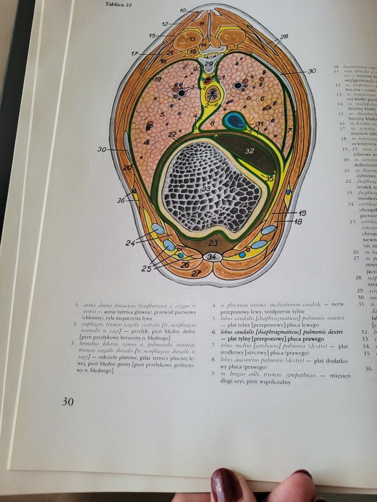 Atlas anatomii topograficznej zwierząt domowych  cz.2