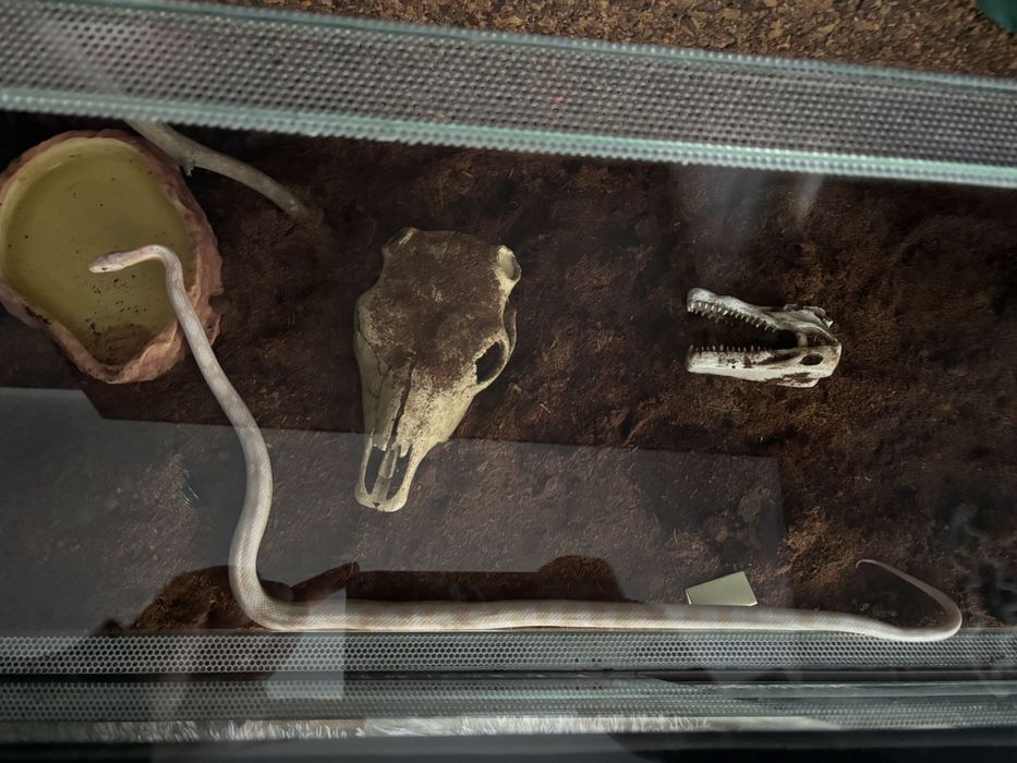 Wąż zbożowy wraz z terrarium