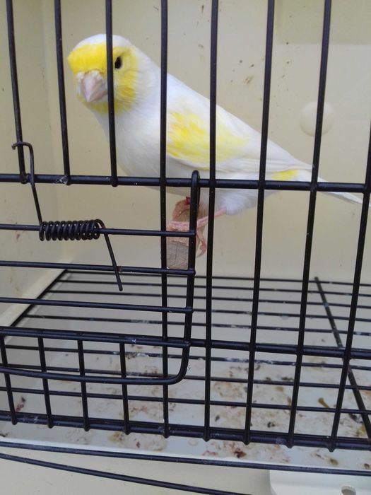 Tenho alguns canarios