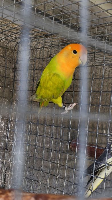 Agapornis roseicollis