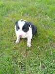 Sprzedam szczeniaka rasy Border Collie