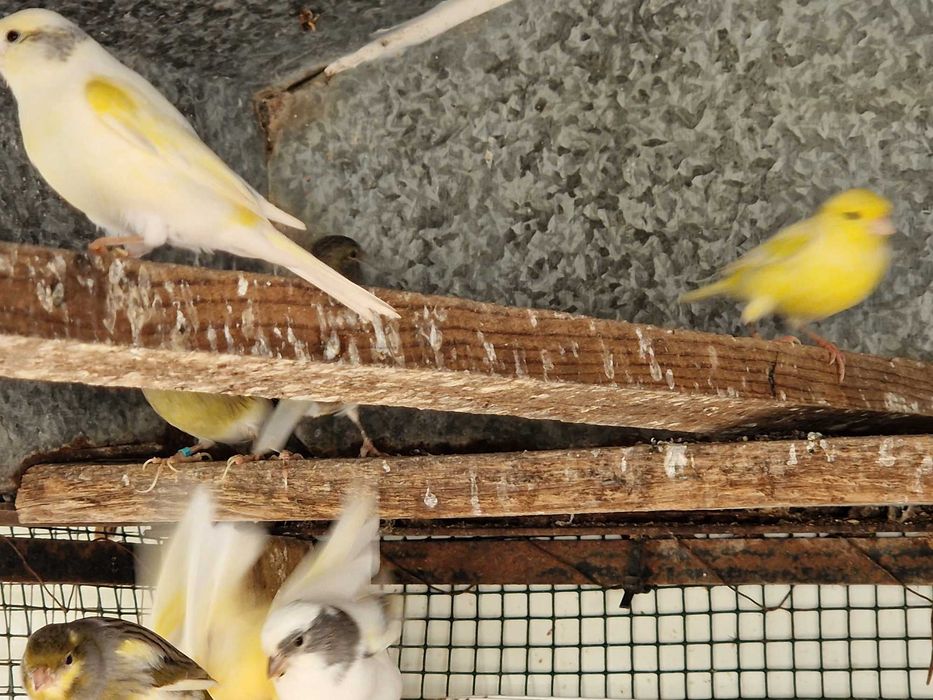 Canários várias cores, 2025