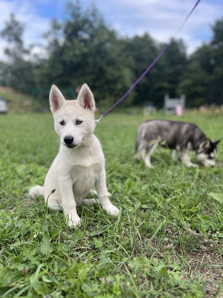 REZERWACJA Husky Siberian/Syberian