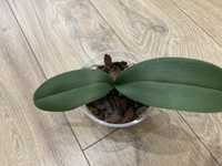 Орхидея орха можливо дикий кіт