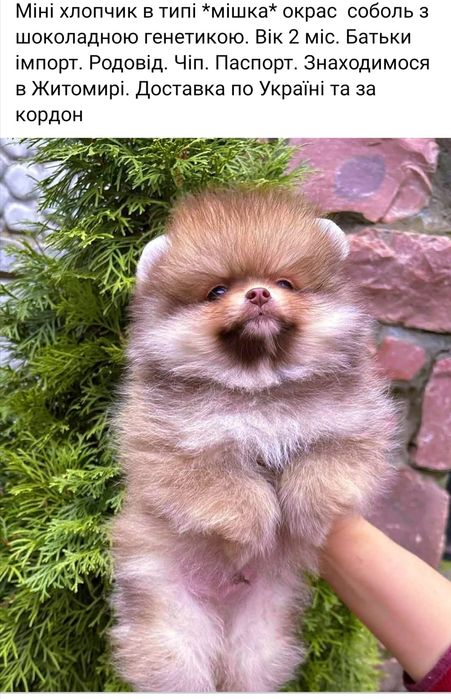 Шикарный померанский мини мальчик Мишка. 2 мес. Доставка