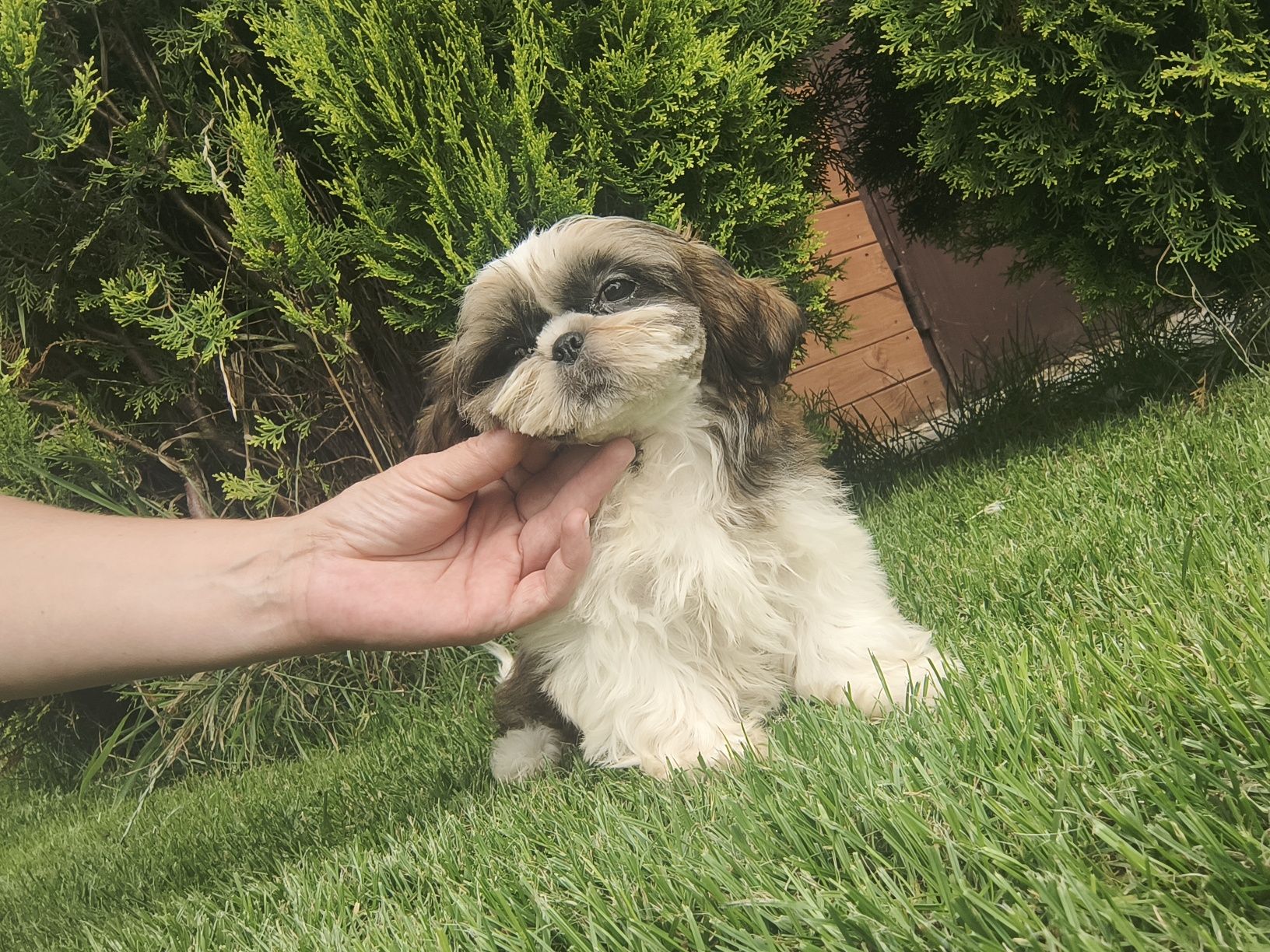 Urocza shihtzu dziewczynka gotowa do odbioru