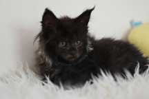 Kotka Maine Coon