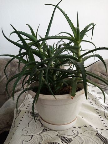 Kwiat Aloes leczniczy cena od 30 do 50 zł.