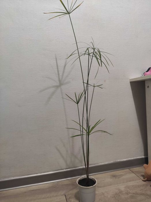 Papirus kwiatek domowy